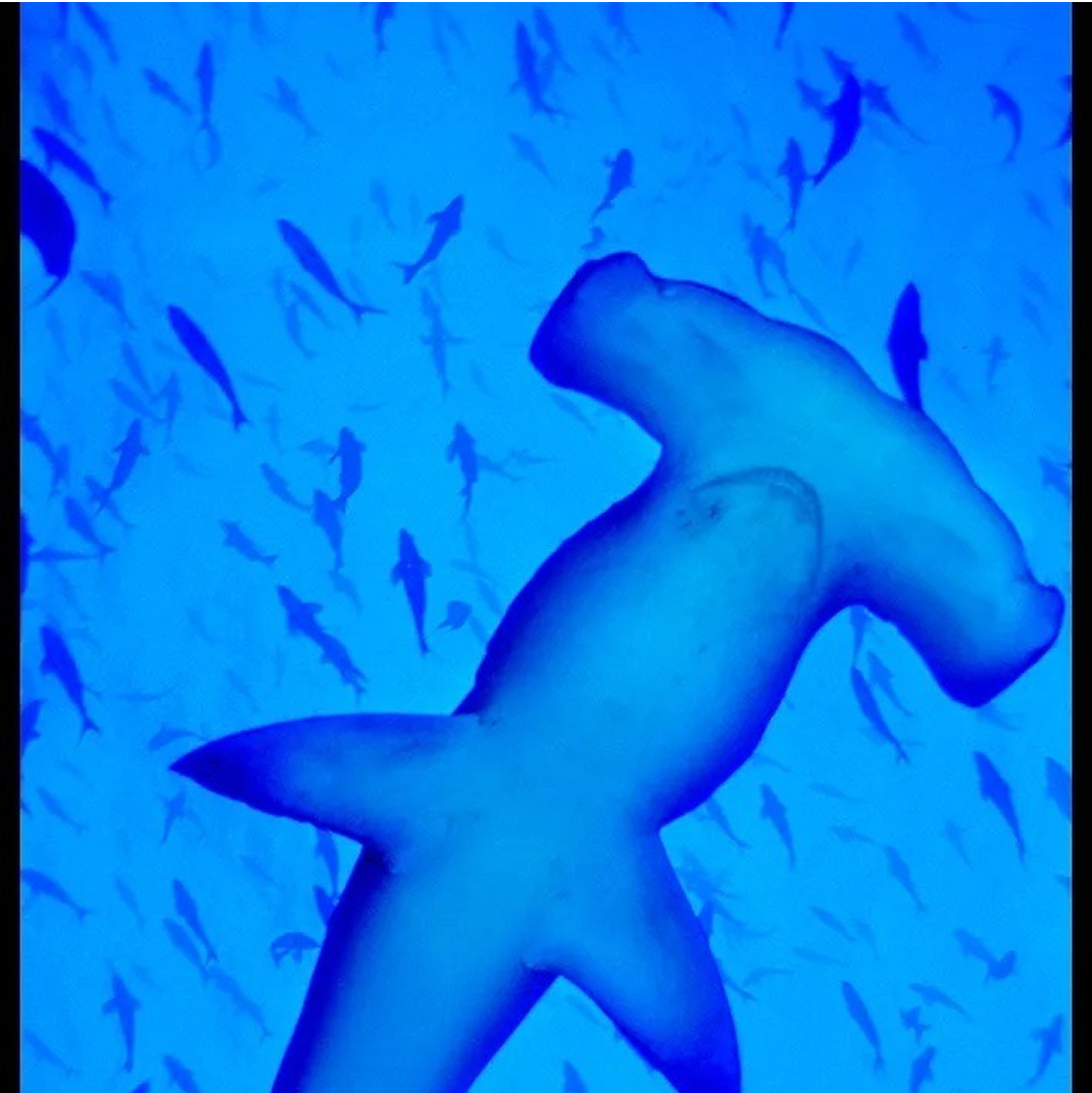 Mundo, mar y naturaleza 4